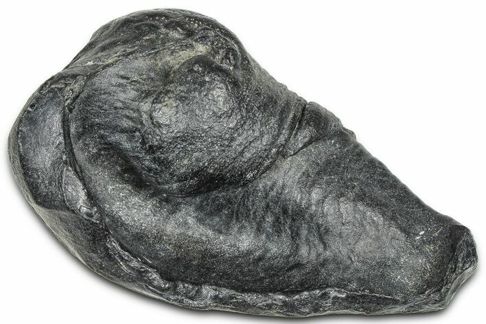 Fossil Whale Ear Bone - South Carolina #369252